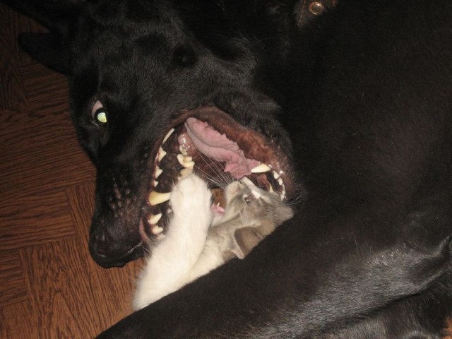 Добермана я беру на себя