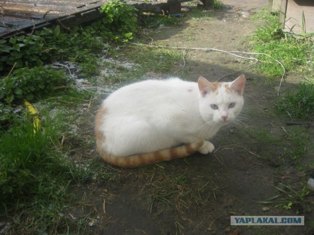 Жизнь домашнего приюта для котеек 339