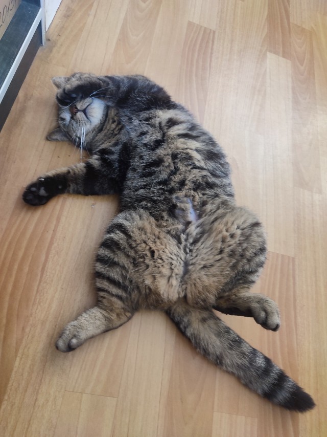 Хоба! Котовторник!