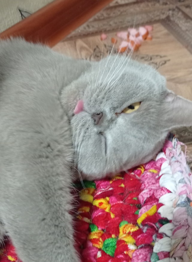 Котовторник (свои добавляем)