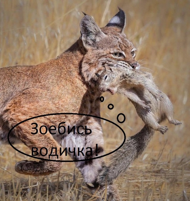 Простите. Не удержался