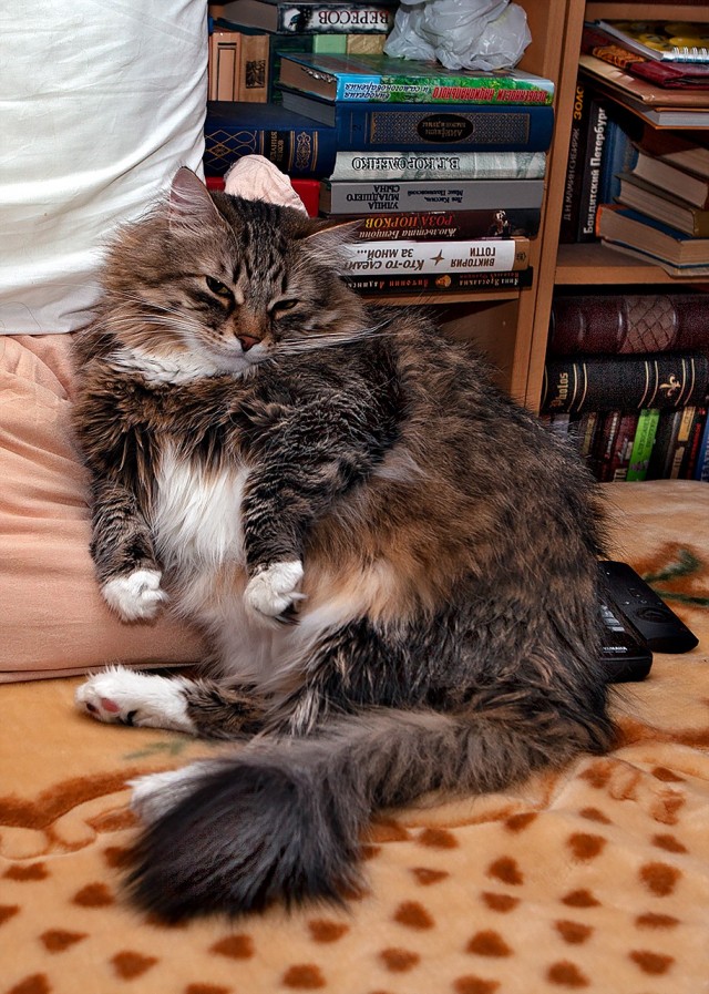 Что-то котовторник никто не начинает...