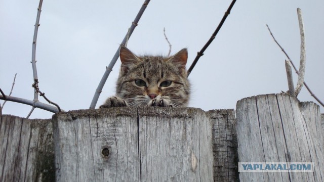 Жизнь кота Барсика из деревни
