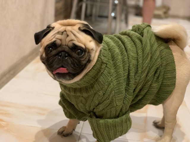 Мой любимый пёс