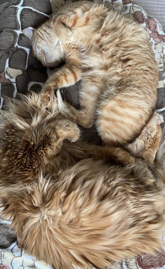 Котовторник