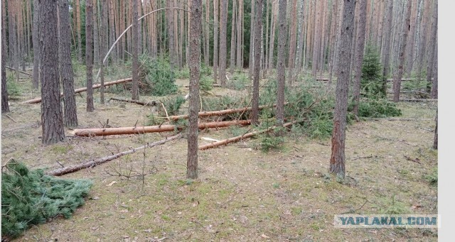 Просто картинка весеннего леса и сморчков