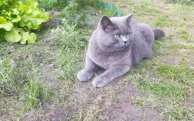 Лето и коты