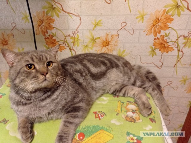 Красавица