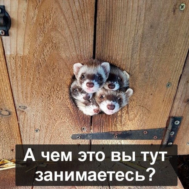 Картинки и мемы для настроения - 15