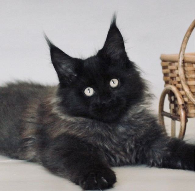 Нам годик в котовторник