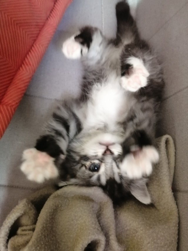 Не котовторник, но у нас пополнение в составе