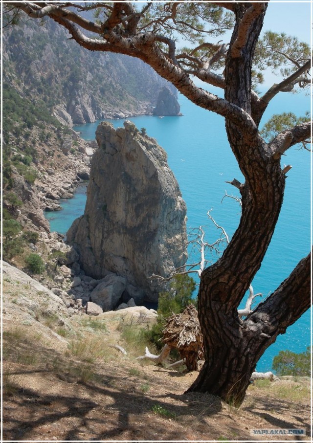 Крым. Мыс Ая. Деревья моря.