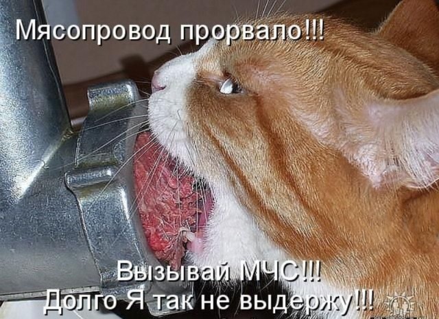 Котоюмор на ЯП. Веселые кото-картинки!