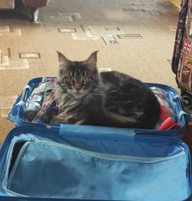 К котовторнику