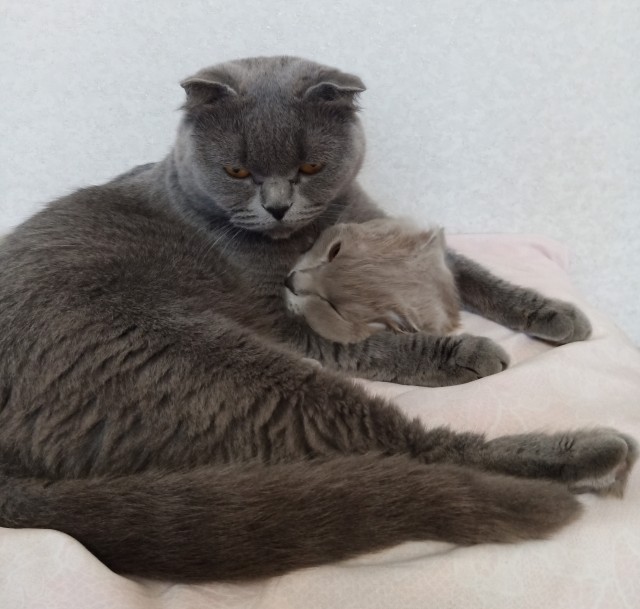 Котовторнику посвящается