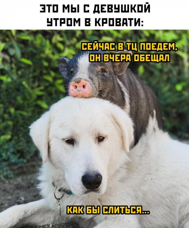 Картинки и мемы, это май-чародей всяко разно - 177
