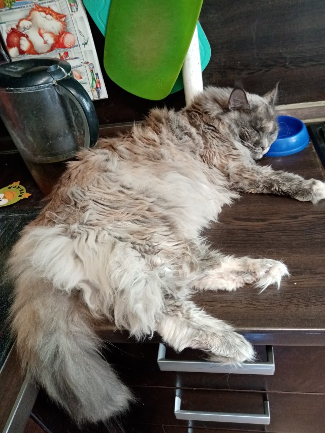 Котофторниг