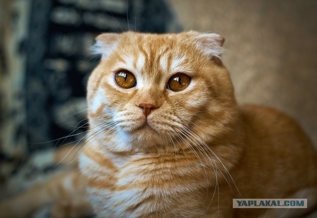 Котовторник 09.04.2013