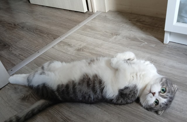 Котовторнику посвящается. Счастья привалило