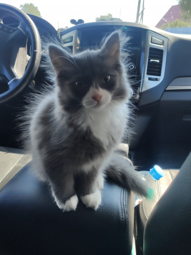 Ненужный кот