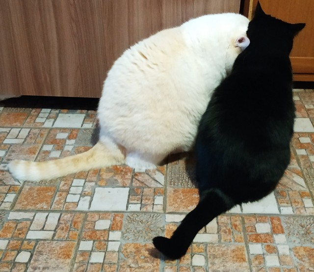 К - Котовторник ☺ Пополнение