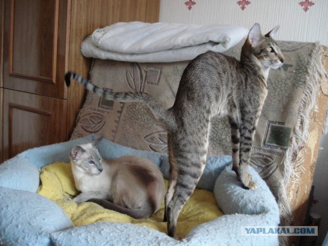 Ориентальные кошки