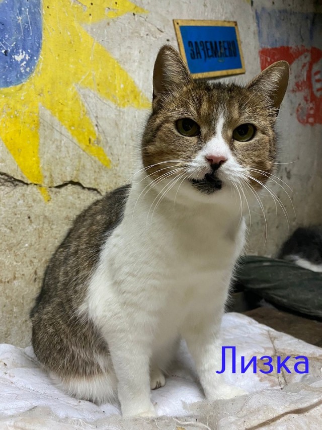 Жизнь домашнего приюта "Котоленд" 426