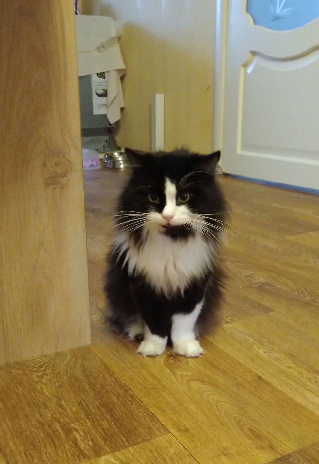 Котовторник уже пришёл?