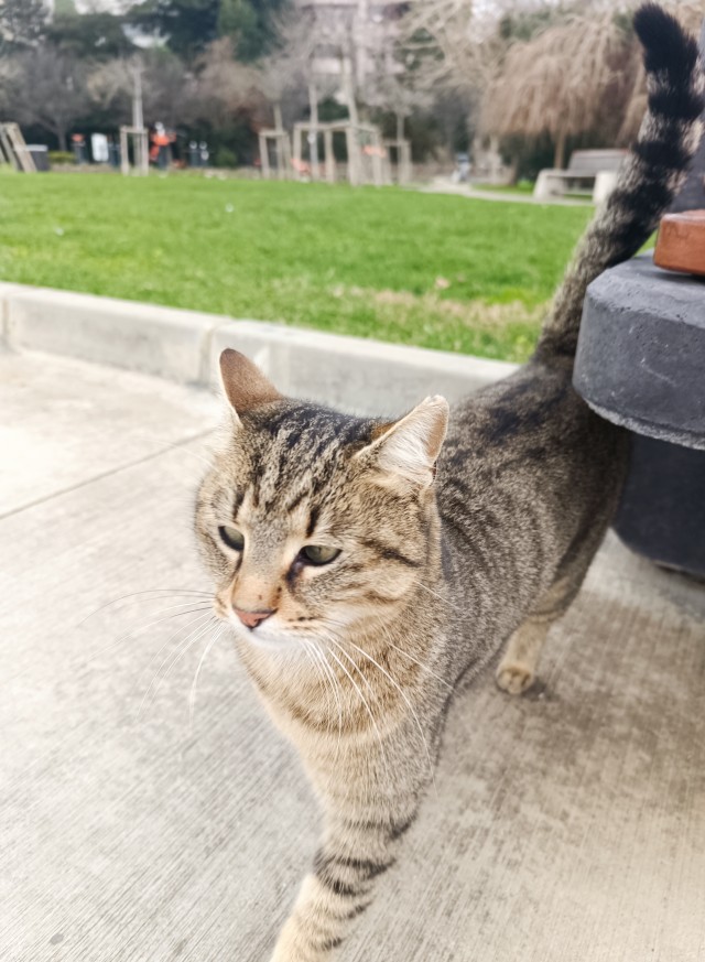 Стамбульские котики