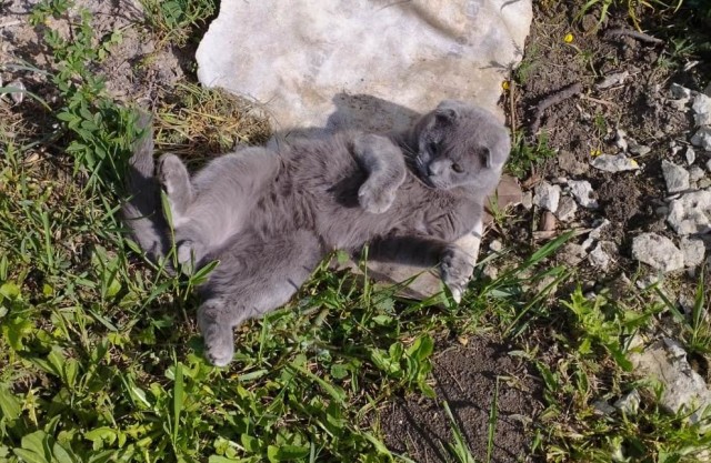 К котовторнику. Пришел жить
