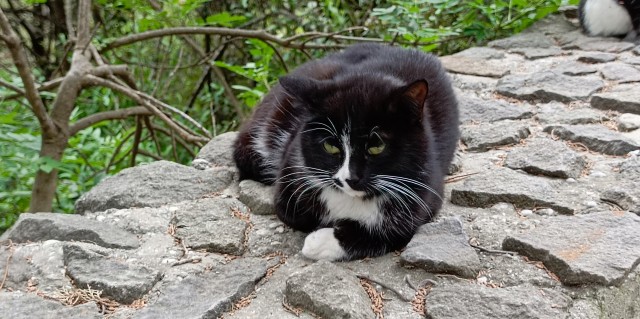 Южных котиков вам на радость
