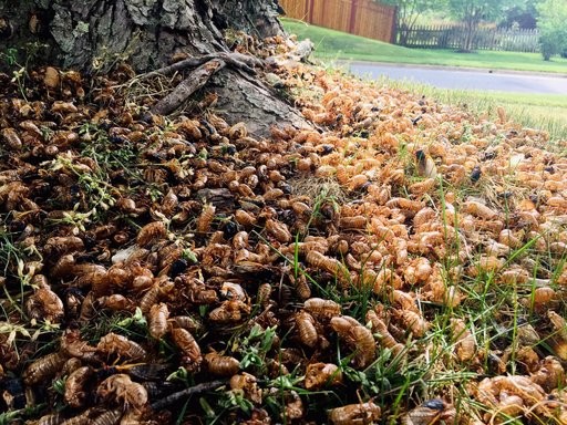 В мае из-под земли впервые за 230 лет выползет триллион насекомых. Чем это опасно?