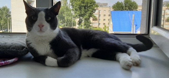 Котовторник 05/11/2024