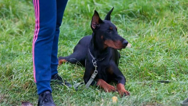 В Калининграде 54-летняя женщина бросилась в ледяную воду, чтобы спасти свою собаку