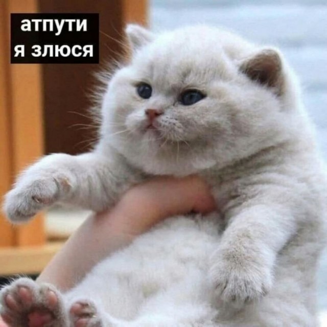 Нуштош 25.12.2024