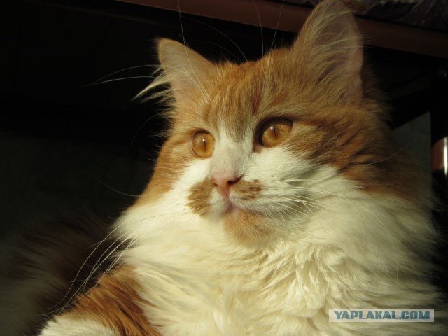 Немного о  Мейн Куне.