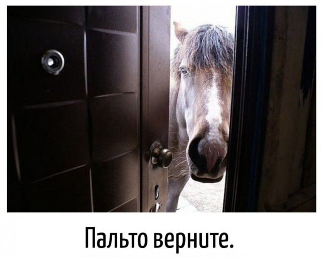 Юмор для тех, кто уже повзрослел и понял, что «гардероб» — это три свитера и джинсы