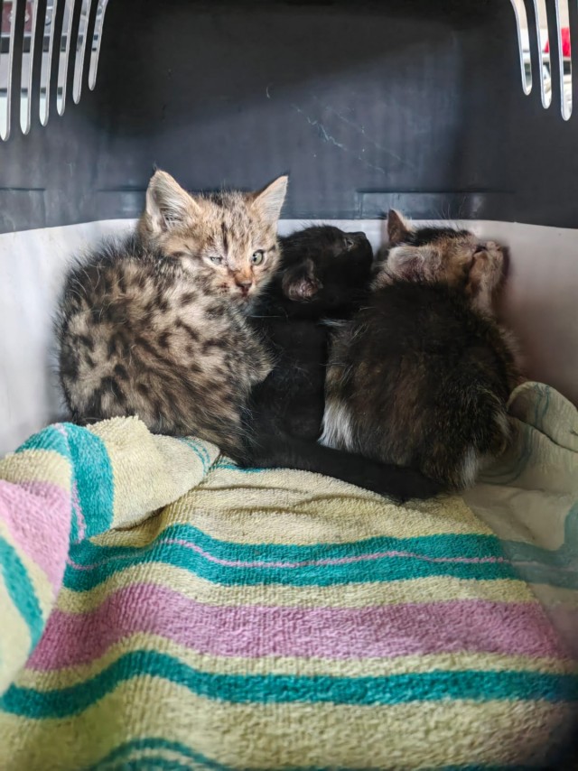 Котоленд. Букет котят⁠⁠!