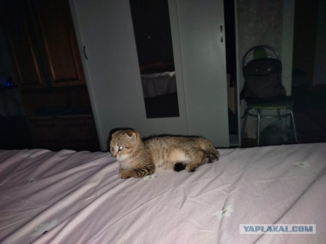 Снова стал которабом или котопапой