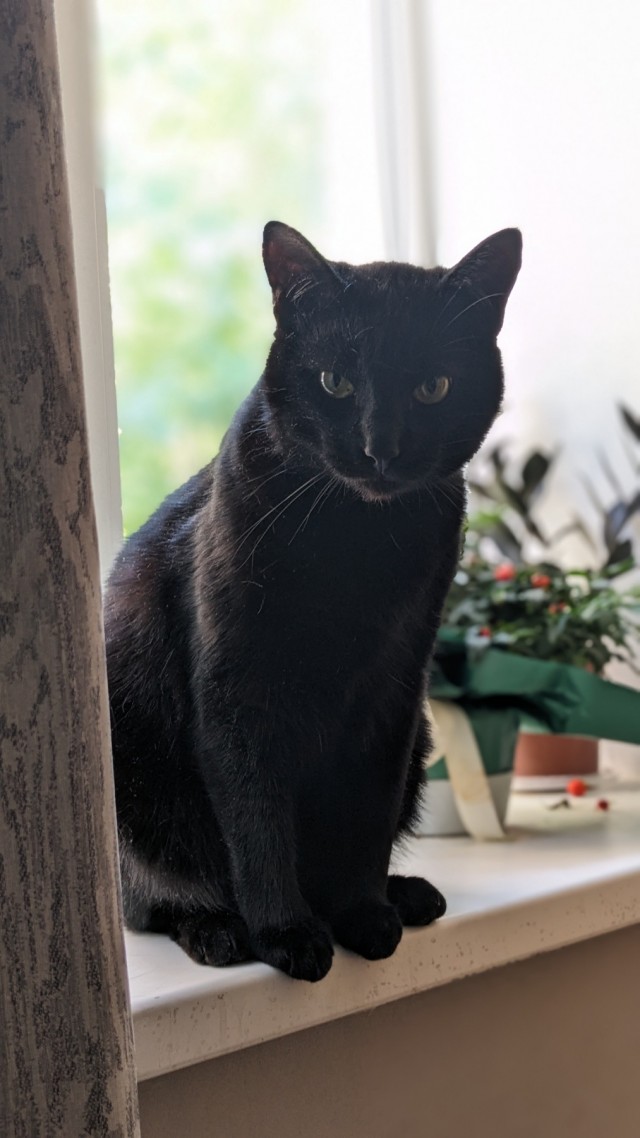 Моя жена не умеет фоткать кота