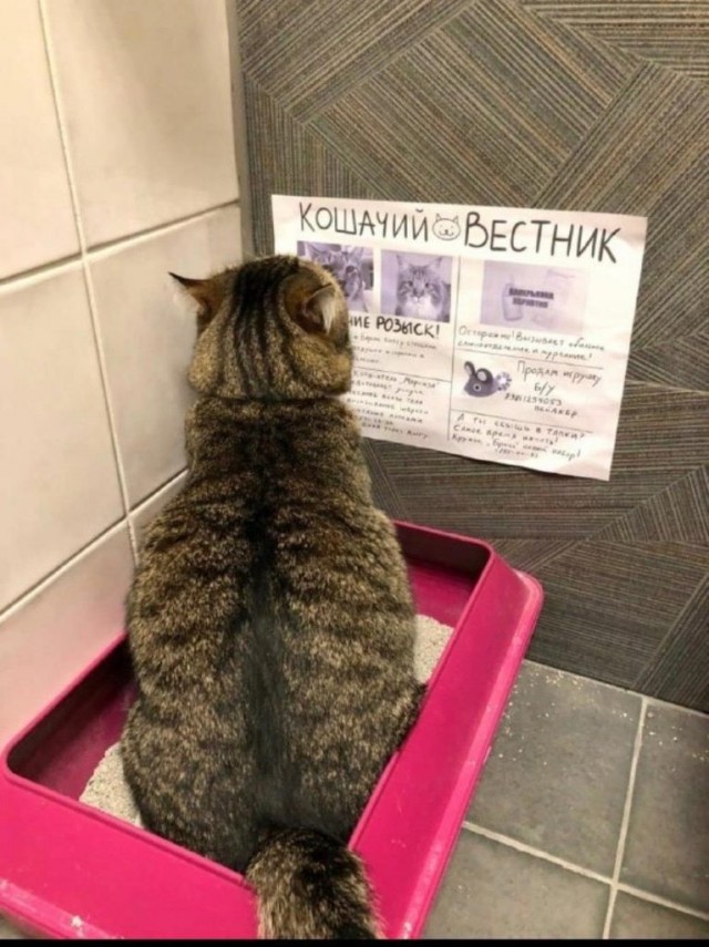 Картинки для деградации 37 (разной степени свежести)
