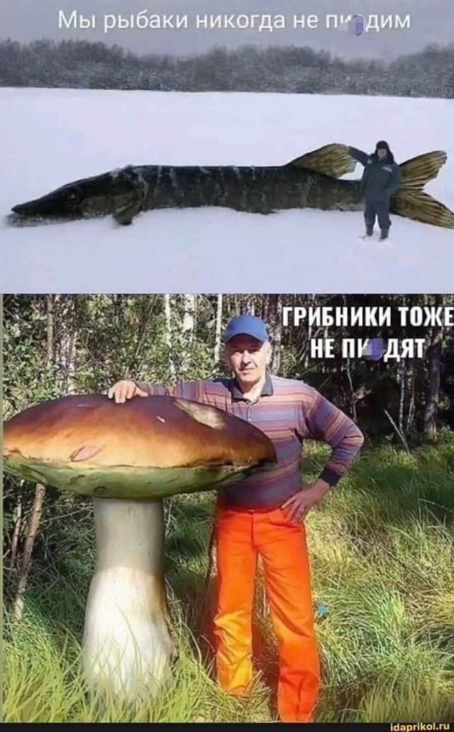 Грибы