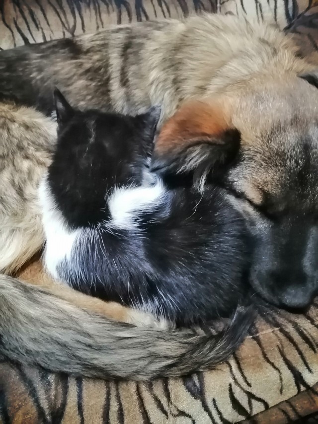 Кошачьи нежности