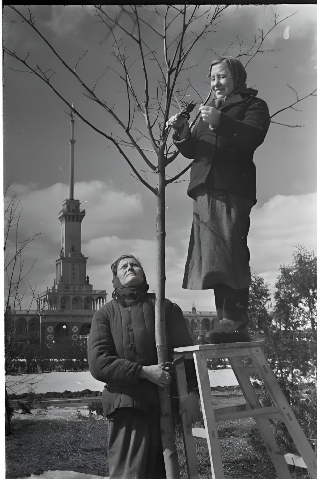 Повседневная жизнь Москвы 1950-х годов