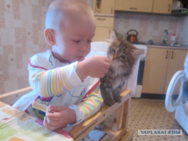 Спасение Котенка