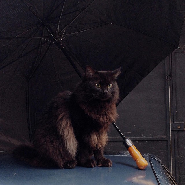 Вы меня видите? (котовторник)