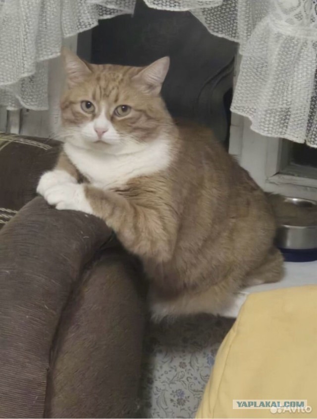Подборка кошачьих, которые стали никому не нужны
