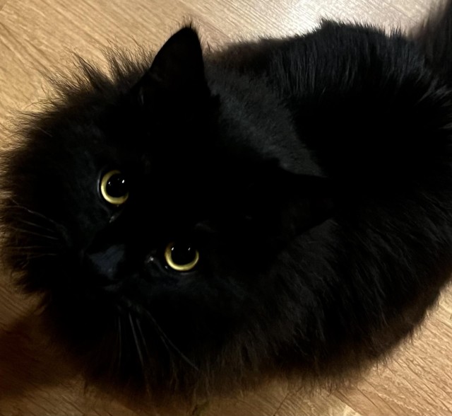 Шикарный кот