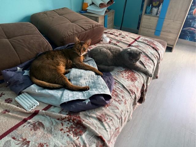 Котовторник