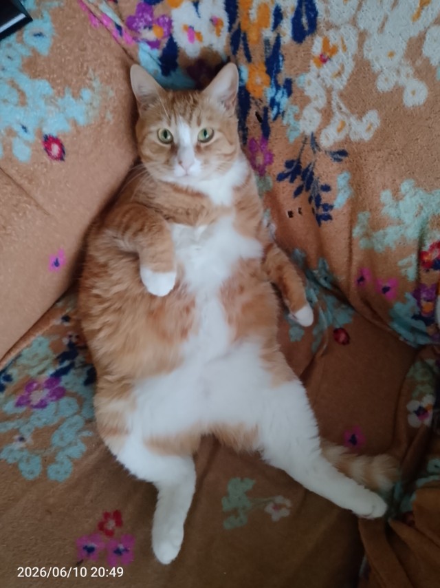 С котовторником!